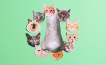 a nose surrounded by cutouts of cat faces on a sea foam green background