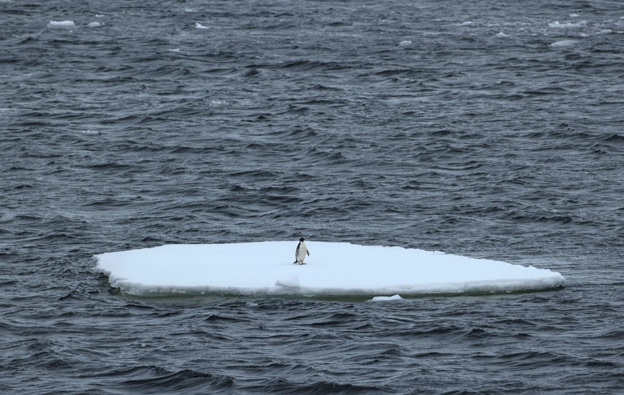 A single penguin is seen standing on a flat iceberg in the middle of a body of water.
