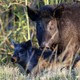 A feral pig in Florida
