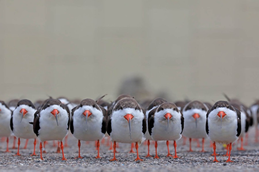 Many small birds stand, facing the same direction, toward the camera, seen at ground-level.