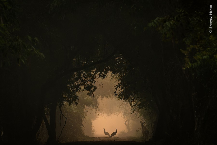 Several animals stand along a path through overgrown trees and bushes.