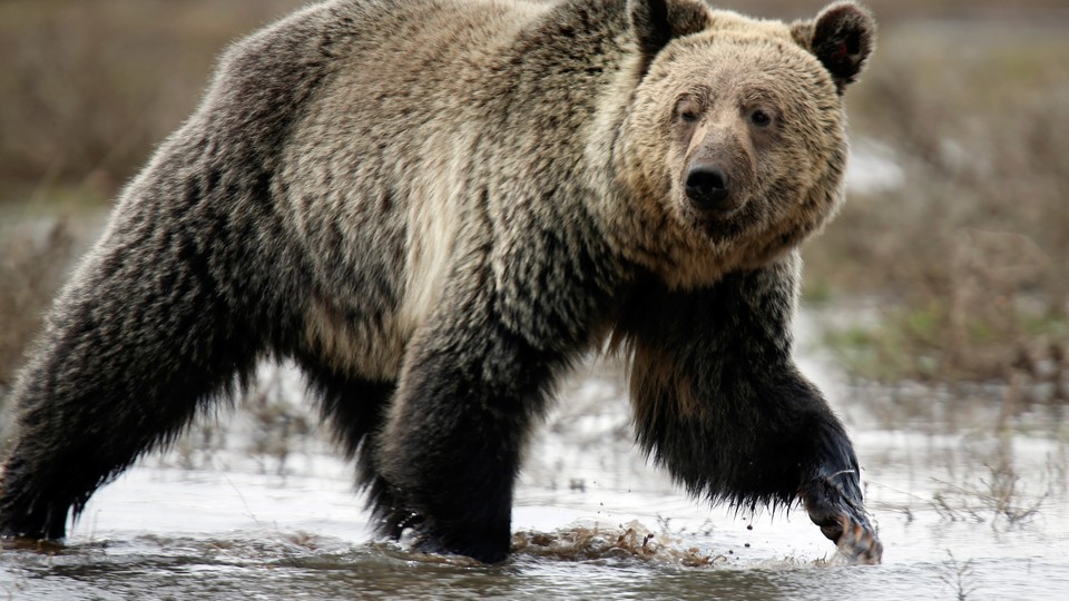 Like butter for bears': the grizzlies who dine on 40,000 moths a