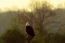 A bald eagle perched on a tree stump