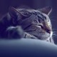 A napping tabby cat