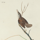 illustration of small brown bird on branch with label "No. 20"