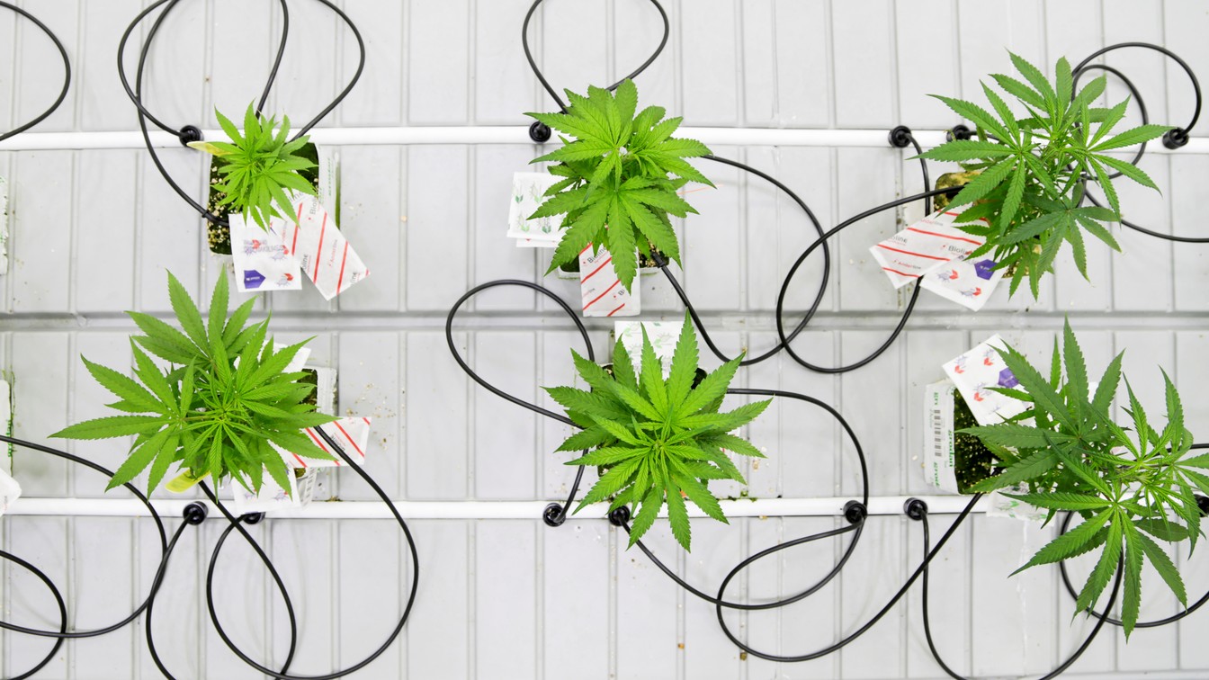 Malcolm Gladwell s Dangerous Marijuana Logic The Atlantic