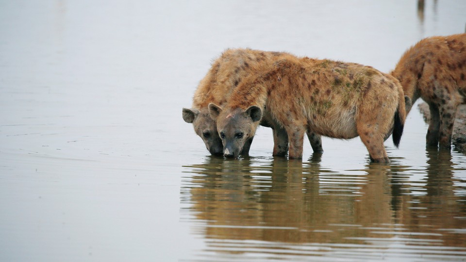 Spotted hyenas drink from a lake.