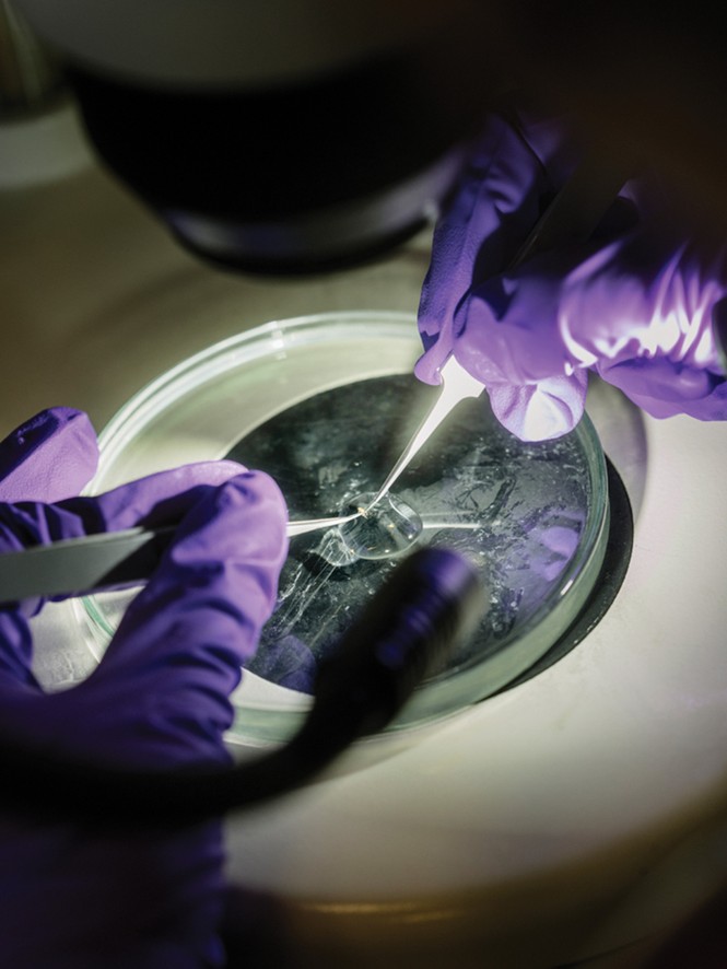 photo of two purple-gloved hands working with pipette in petri dish