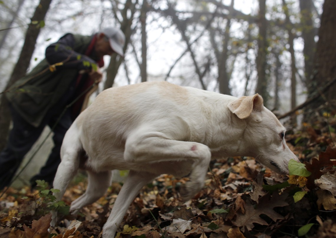 The Dark Side of the Truffle Trade The Atlantic