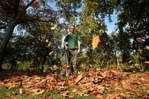 Photo from ground level of a man blowing fallen leaves