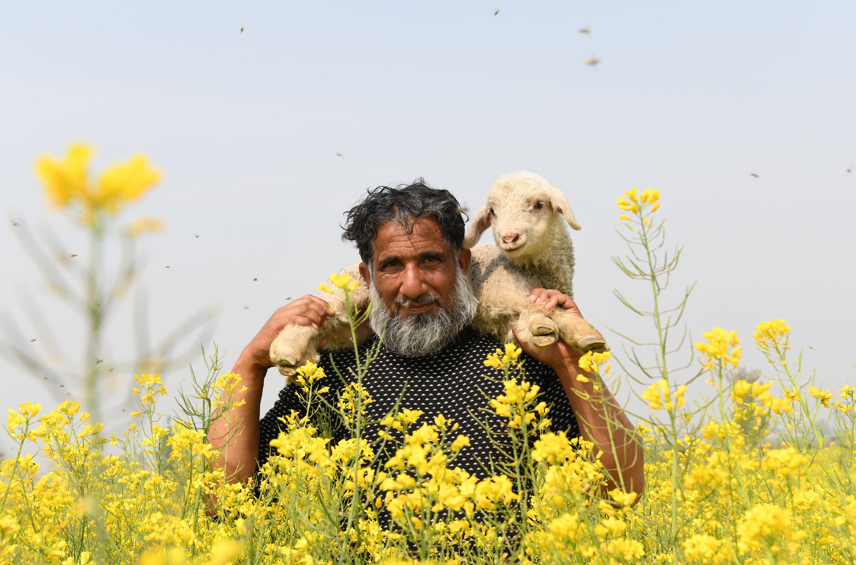 A shepherd carries a lamb on his shoulders as he walks in a field of yellow flowers.