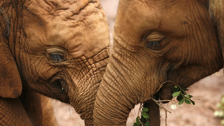 Two baby elephants.