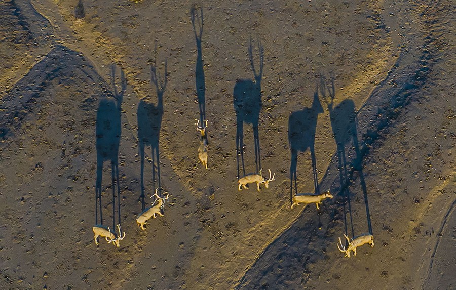 An aerial view of six deer standing on a mudflat, each casting a long shadow