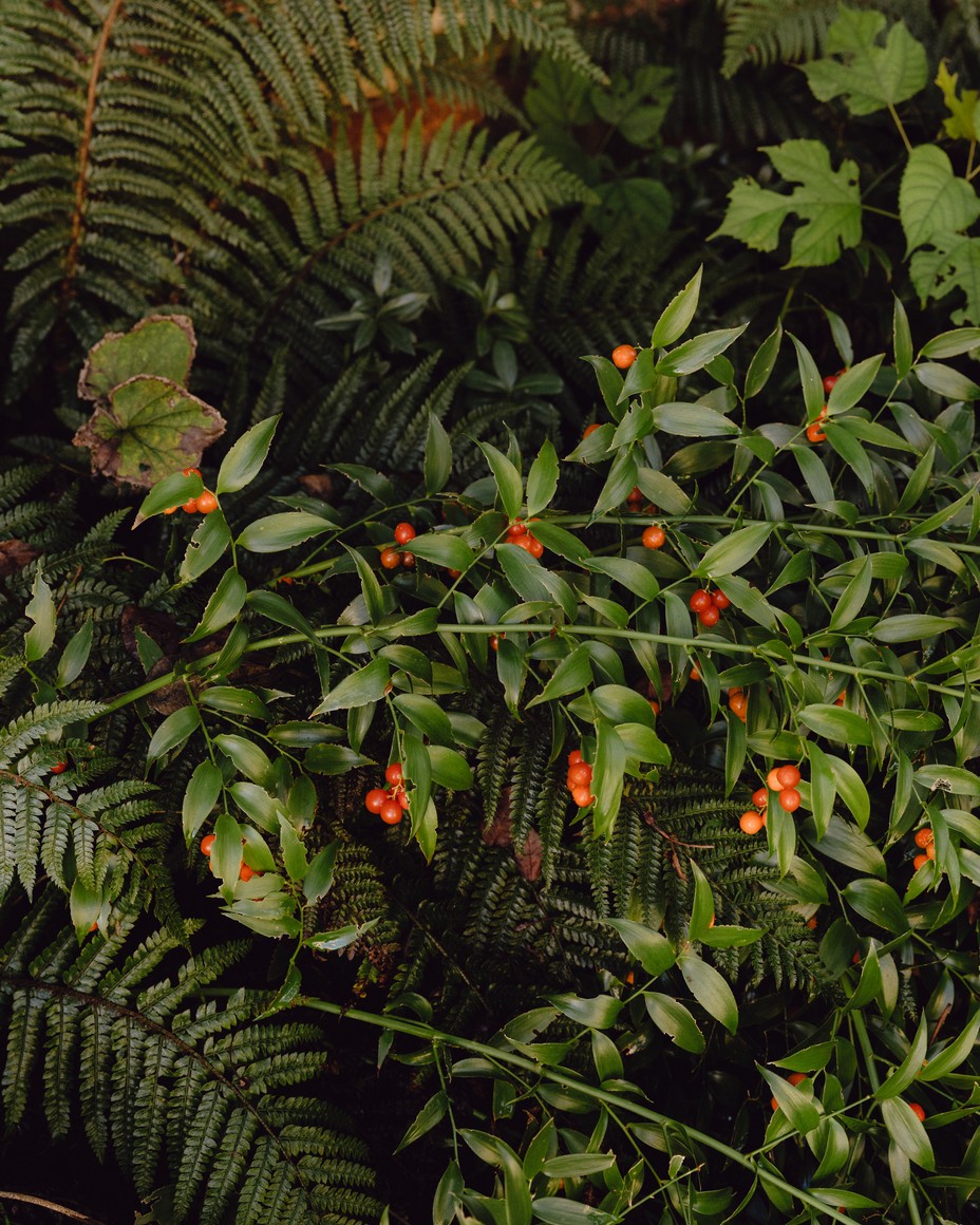Lush greenery with red berries in a Venice garden