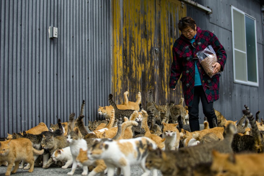 Aoshima, a Japanese 'Cat Island'In Aoshima more than a hundred cats  prowl the island, curling up in abandoned hous…