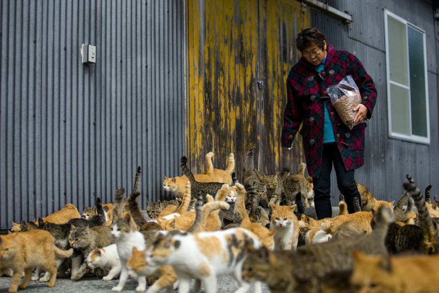 Cat Island': Felines Outnumber Humans on Japan's Aoshima Island