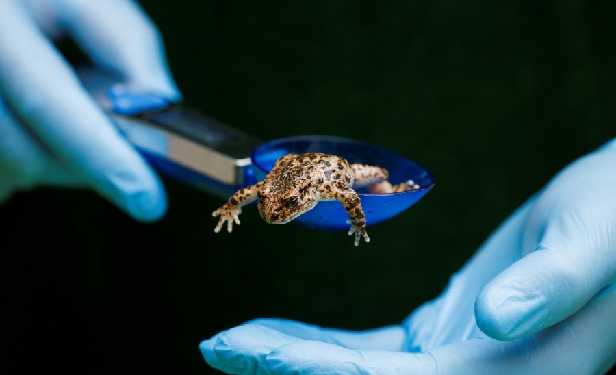 A zookeeper weighs a small tote with a spoon.