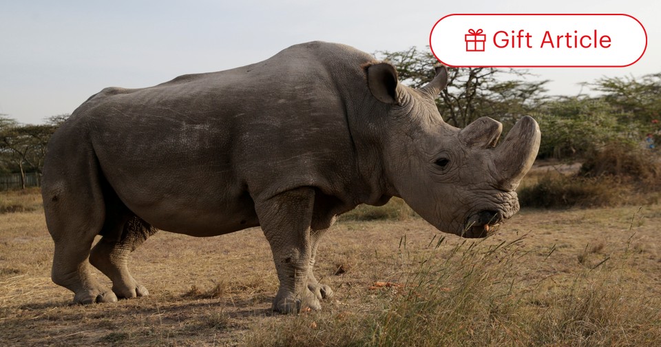 P. White Rhino PUP (from OC)【52】 original.jpg