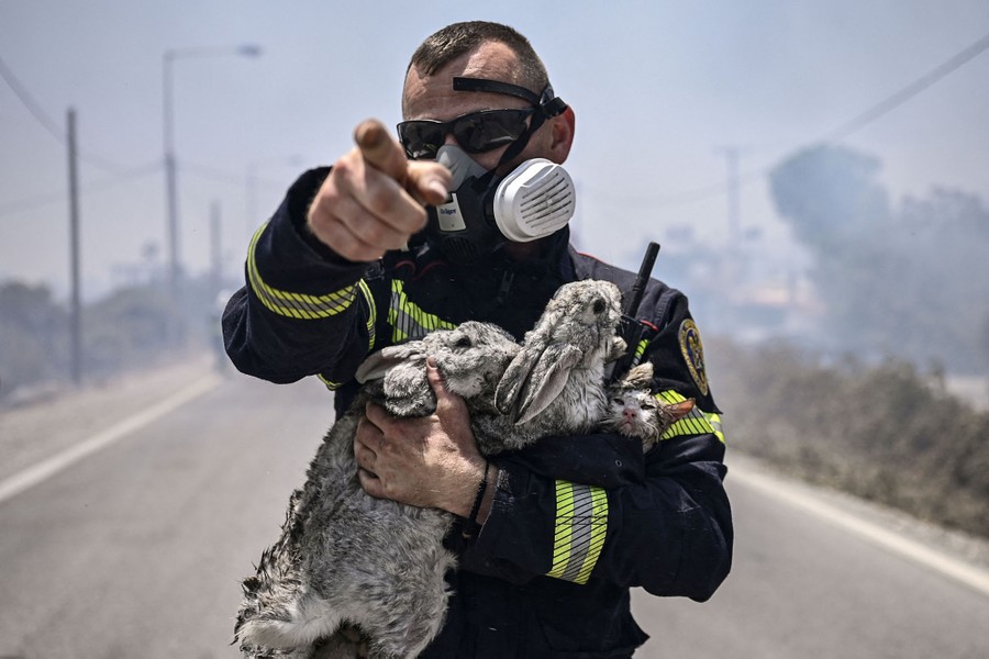 A firefighter wearing a face mask holds a cat and two rabbits, while gesturing, standing on a road, with wildfire smoke in the background.