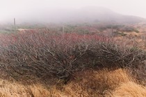 Photograph of landscape with brush and mist