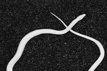 A snake curled into a circle, its head crossing over its tail