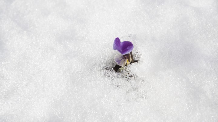 A sweet pea field covered in snow