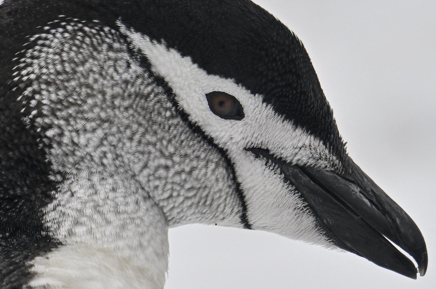 A close view of the face of a chinstrap penguin