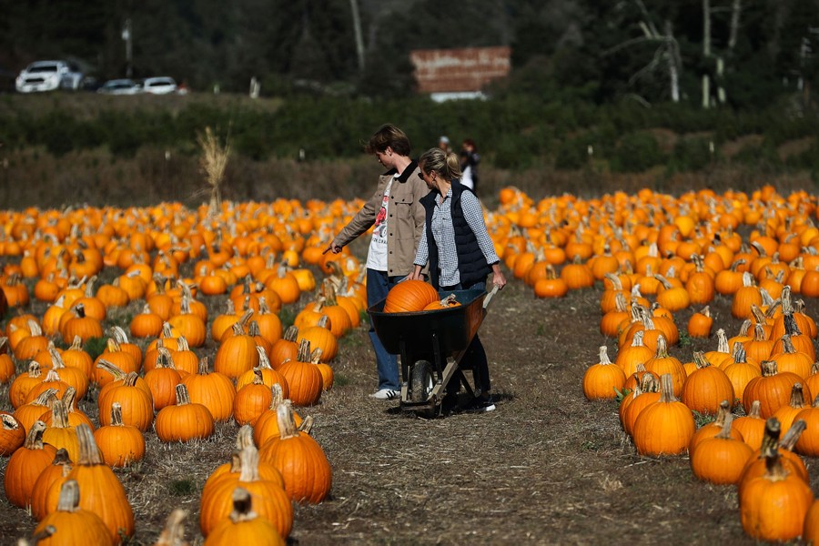 People use a wheelbarrow to carry several pumpkins in a field full of pumpkins.