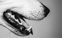 Black-and-white close-up image of a dog's mouth