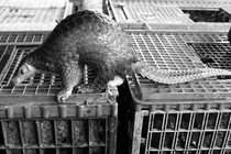 A confiscated pangolin