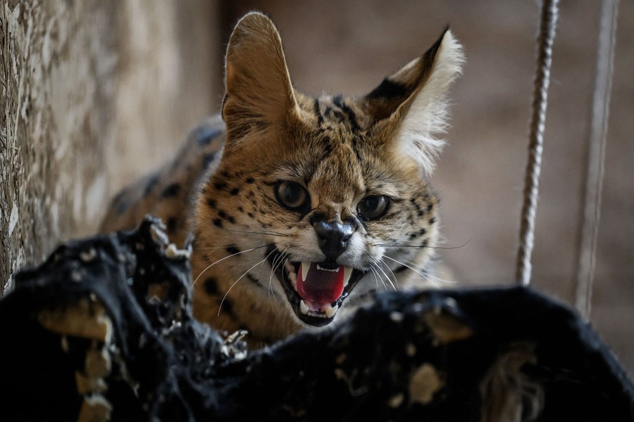 A wild cat with big ears bares its teeth inside a zoo enclosure.