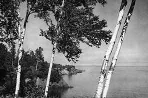 Black and white photograph of birch trees