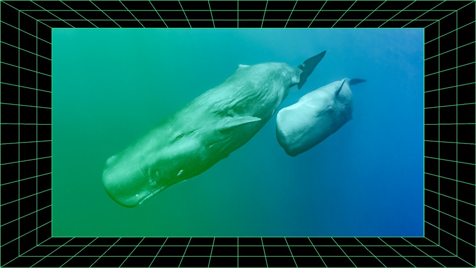Two sperm whales swim in the ocean