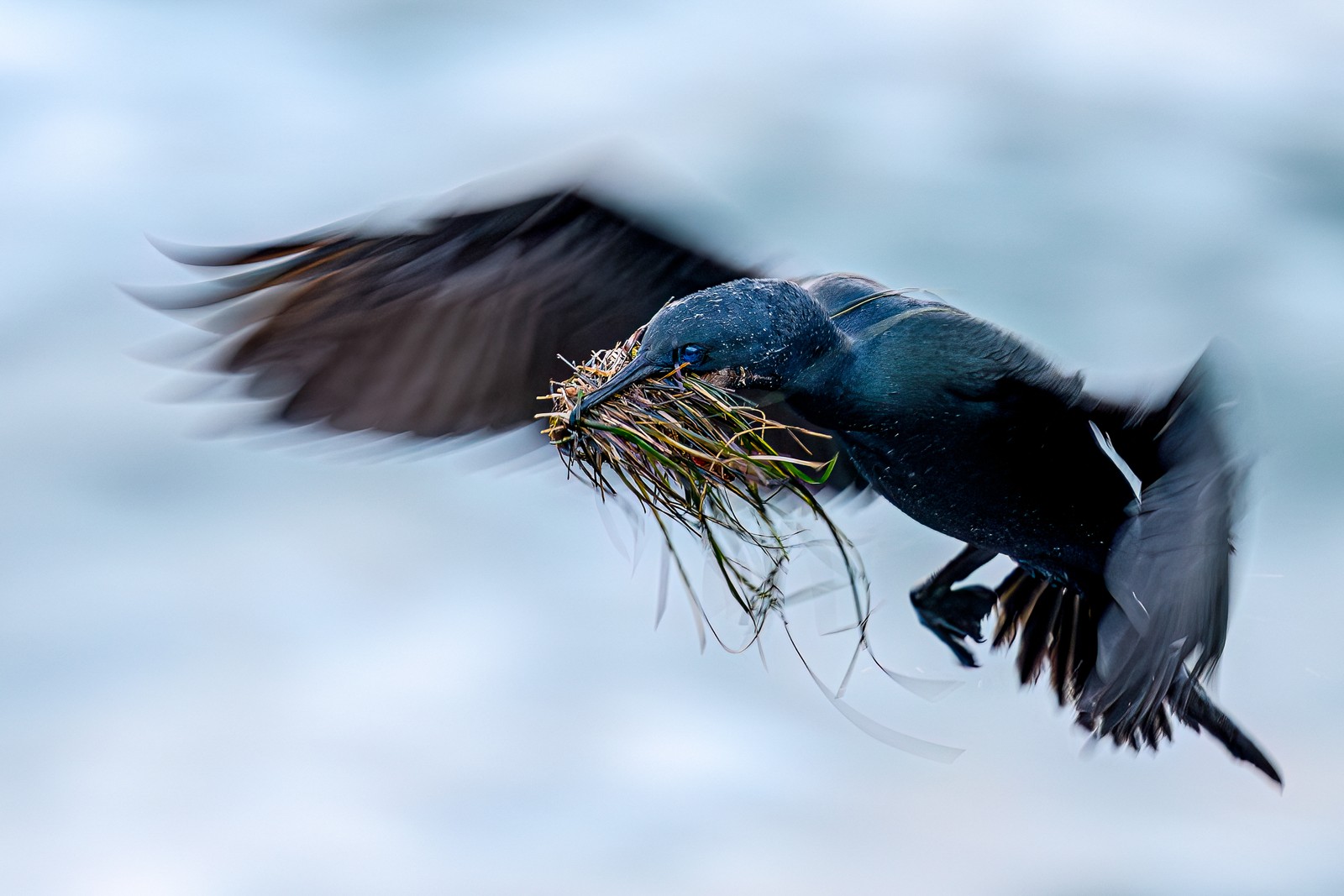 A cormorant, in flight, carrying a tuft of grass in its beak.