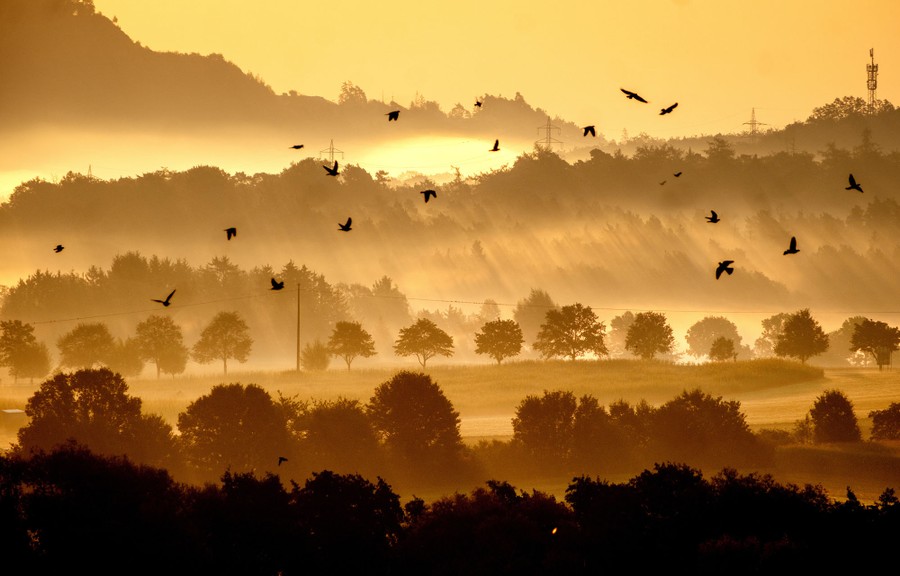 Birds fly as fog covers hills and trees at sunrise.