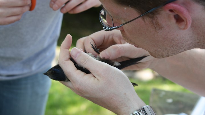 A man holds and examines a purple martin.