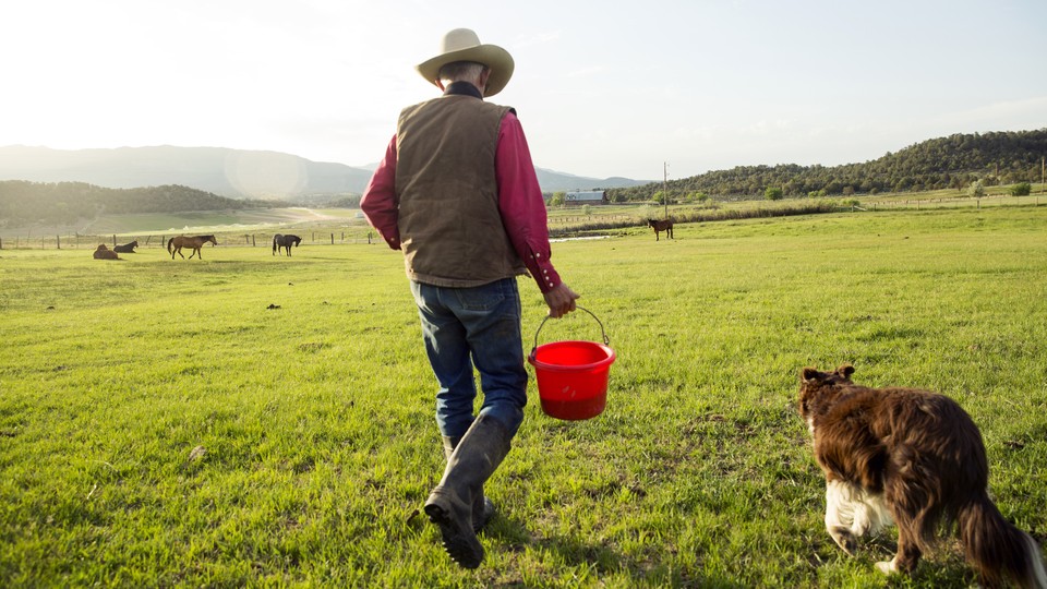 A cowboy walks with his dog to catch horses near Ignacio, Colorado.