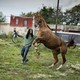 The stallion Dusty rears up as Jamil Prattis, 25, leads him to the lot across from the Fletcher Street Stables.