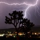 Lightning strikes above a small city at nighttime, a Joshua tree in the foreground.