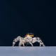 A jumping spider