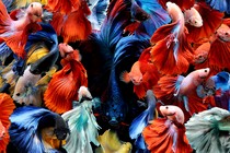 A collage of colorful betta fish