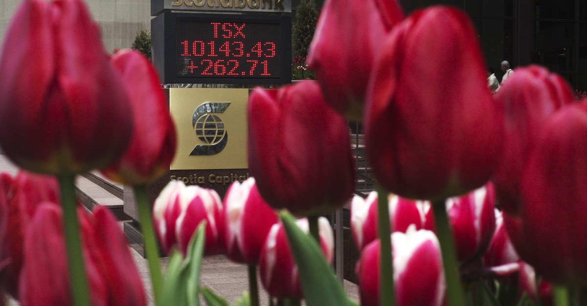 btc and tulips