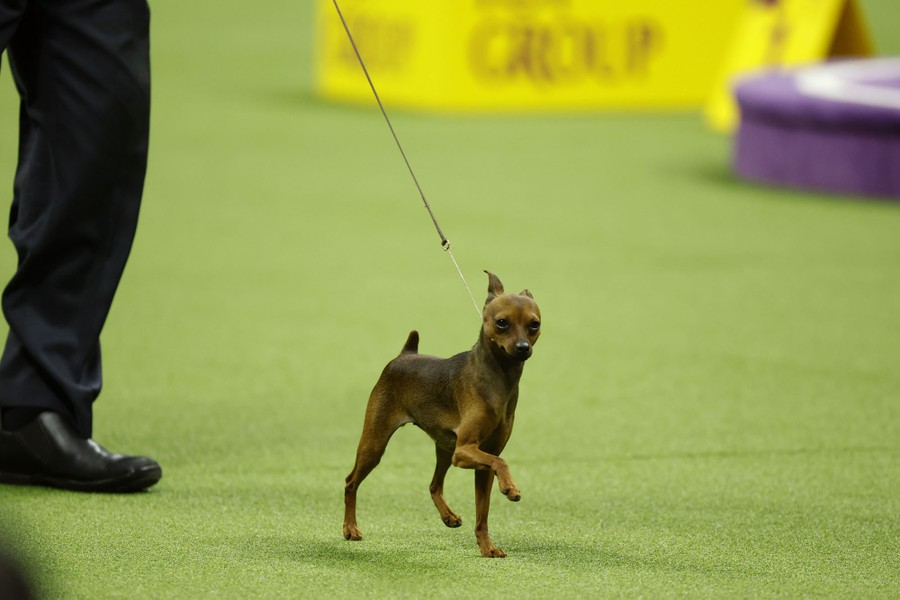 A small dog runs beside its handler.