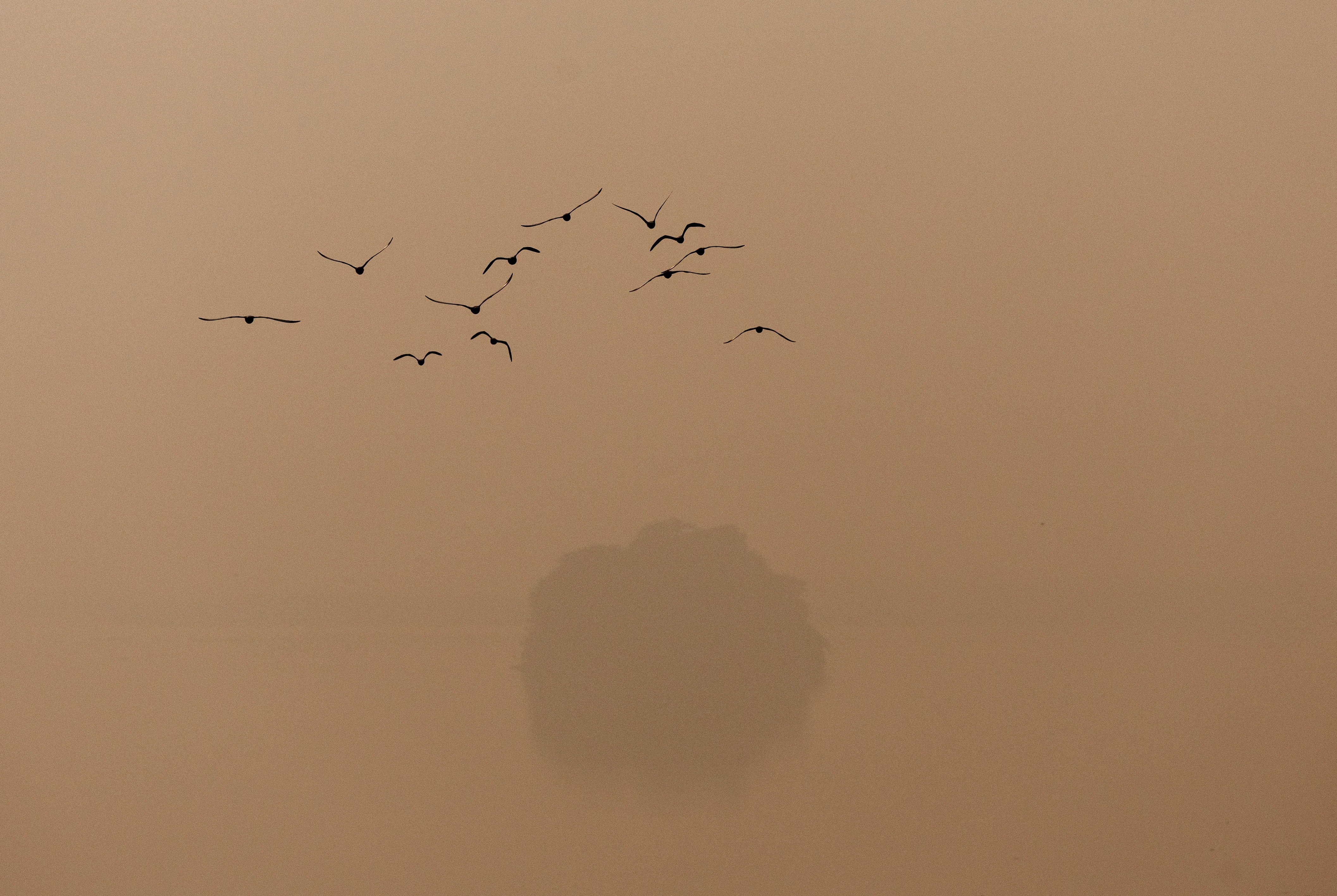 A flock of birds flies past a tree on a smoggy morning in New Delhi.