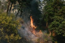Picture of a fire from a drip torch during a cultural prescribed burn training