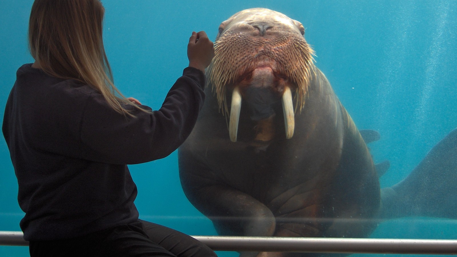 One Mighty Walrus Clapped for Love Very, Very Loudly - The Atlantic