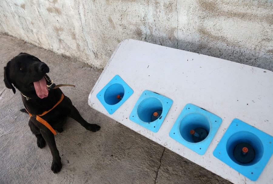 A dog sits near sniffing samples