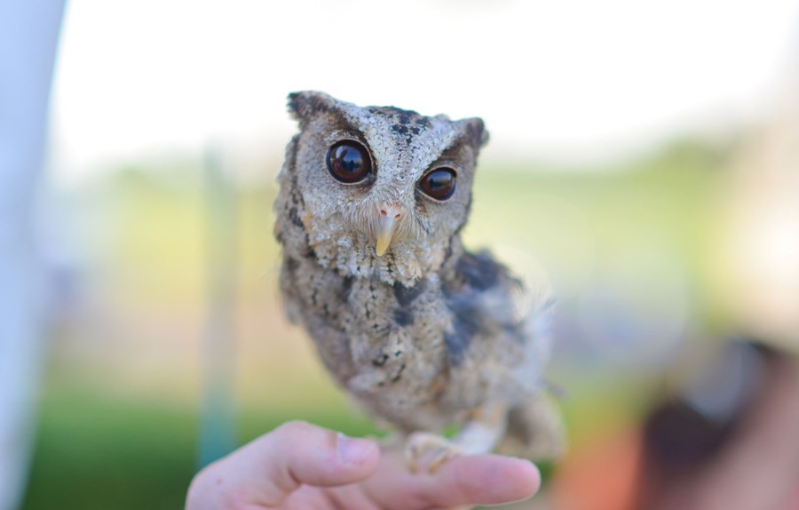 A young horned owl perches on a finger.