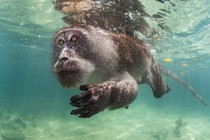 An underwater view of a monkey swimming in shallow seawater