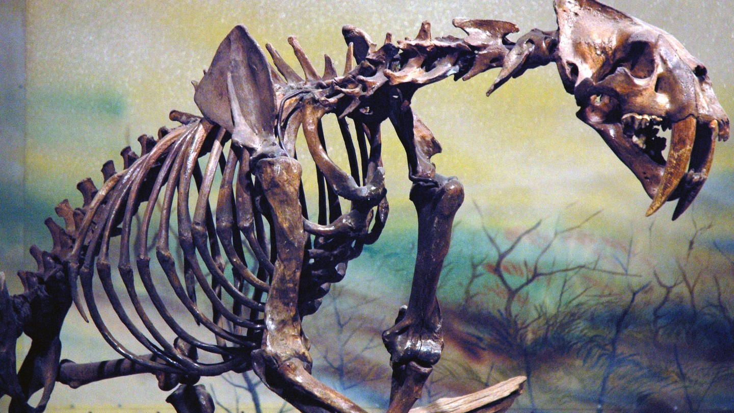 The Weird Stories Behind America's Official State Fossils ...
